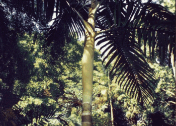 CHAMBEYRONIA HOOKERI