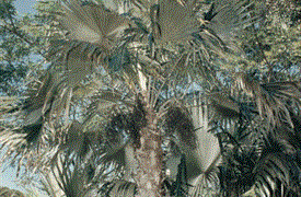 COCCOTHRINAX ARGENTEA