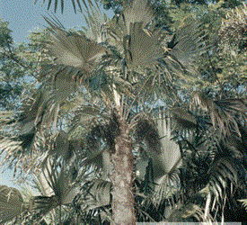 COCCOTHRINAX ARGENTEA