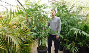 CHAMAEDOREA MICROSPADIX