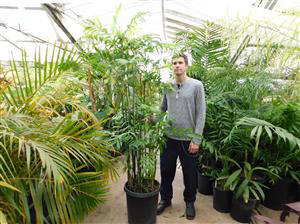 CHAMAEDOREA MICROSPADIX