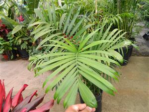 CHAMAEDOREA SEIFRITZII