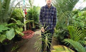 CYPHOPHOENIX ELEGANS