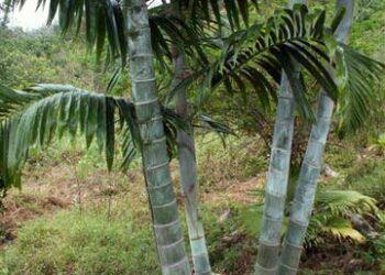 DYPSIS PEMBANA