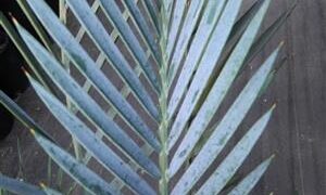 ENCEPHALARTOS LEHMANNII