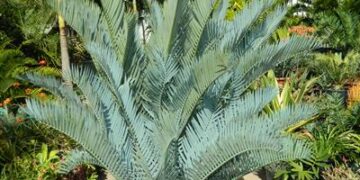 ENCEPHALARTOS LEHMANNII