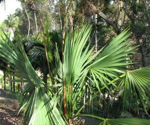 SABAL MINOR