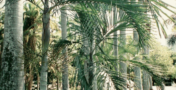 CYPHOPHOENIX ELEGANS