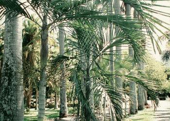 CYPHOPHOENIX ELEGANS