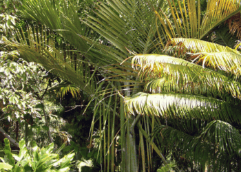 DYPSIS SAINTELUCEI