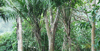 LACCOSPADIX AUSTRALASICA