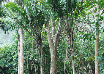 LACCOSPADIX AUSTRALASICA