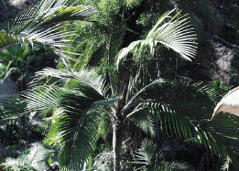 RHOPALOSTYLIS BAUERI