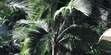 RHOPALOSTYLIS BAUERI