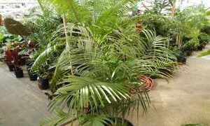 CHAMAEDOREA TRUNKING RADICALIS