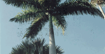 SUCKERING PALM SPECIES