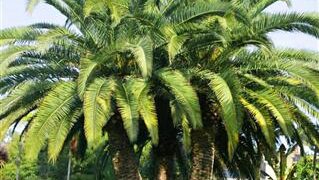 GROWING PALM SPECIES AS “MULTIPLES”