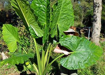 ALOCASIA BORNEO KING