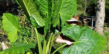 ALOCASIA BORNEO KING