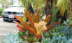 AECHMEA BLANCHETIANA LARGER TYPE OF COLORFUL BROMELIAD