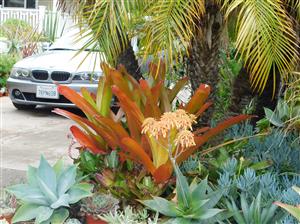 AECHMEA BLANCHETIANA LARGER TYPE OF COLORFUL BROMELIAD