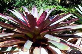 ALCANTAREA IMPERIALIS AKA VRIESIA IMPERIALIS RARE AND STRIKING GARDEN BROMELIAD AN OLD PLANT IN FLOWER