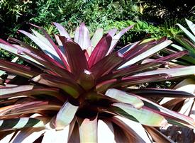 ALCANTAREA IMPERIALIS AKA VRIESIA IMPERIALIS RARE AND STRIKING GARDEN BROMELIAD AN OLD PLANT IN FLOWER