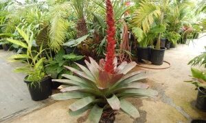 ALCANTAREA IMPERIALIS AKA VRIESIA IMPERIALIS RARE AND STRIKING GARDEN BROMELIAD AN OLD PLANT IN FLOWER