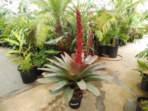 ALCANTAREA IMPERIALIS AKA VRIESIA IMPERIALIS RARE AND STRIKING GARDEN BROMELIAD AN OLD PLANT IN FLOWER