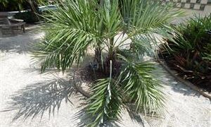 ALLAGOPTERA ARENARIA THE SEASHORE OR BEACH PALM