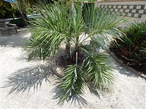 ALLAGOPTERA ARENARIA THE SEASHORE OR BEACH PALM