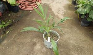 ALLAGOPTERA ARENARIA THE SEASHORE OR BEACH PALM