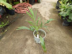 ALLAGOPTERA ARENARIA THE SEASHORE OR BEACH PALM