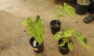 COLOCASIA ESCULENTE “MOJITO” GREEN ELEPHANT EAR PLANT WITH SPLOTCHES OF BLACK ON THE LEAVES