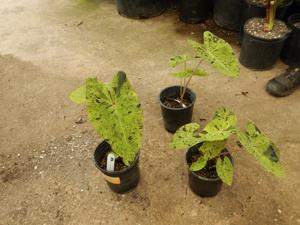 COLOCASIA ESCULENTE “MOJITO” GREEN ELEPHANT EAR PLANT WITH SPLOTCHES OF BLACK ON THE LEAVES