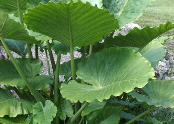 ALOCASIA GAGAENA