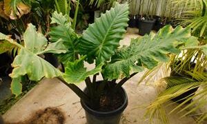 ALOCASIA PORTORA
