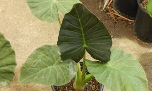 ALOCASIA REGAL SHIELD