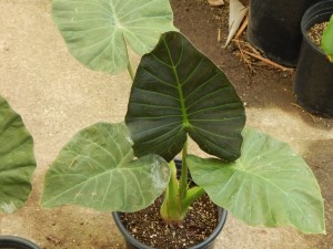 ALOCASIA REGAL SHIELD