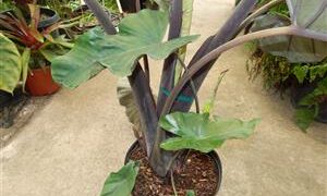ALOCASIA SUMO HYBRID ALOCASIA – EXOTIC WITH SOME COLD HARDINESS