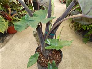 ALOCASIA SUMO HYBRID ALOCASIA – EXOTIC WITH SOME COLD HARDINESS