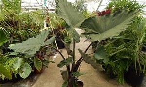 ALOCASIA SUMO HYBRID ALOCASIA – EXOTIC WITH SOME COLD HARDINESS