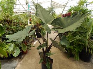 ALOCASIA SUMO HYBRID ALOCASIA – EXOTIC WITH SOME COLD HARDINESS