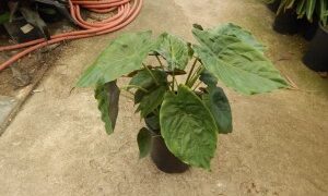 ALOCASIA WENTII SEMI-DWARF TROPICAL ELEPHANT EAR PLANT