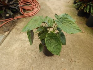 ALOCASIA WENTII SEMI-DWARF TROPICAL ELEPHANT EAR PLANT
