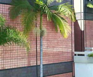 KING PALM ARCHONTOPHOENIX CUNNINGHAMIANA