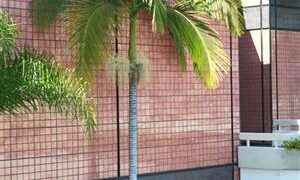 KING PALM ARCHONTOPHOENIX CUNNINGHAMIANA