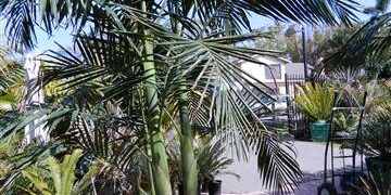 GROWING PALM SPECIES AS “MULTIPLES” USING SINGLE TRUNK PALMS – MORE THAN ONE PLANT IN A POT