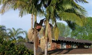 KING PALM ARCHONTOPHOENIX CUNNINGHAMIANA