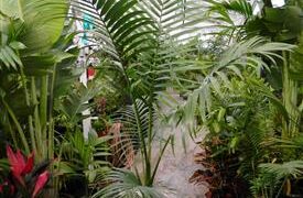ARCHONTOPHOENIX MAXIMA LARGEST DESCRIBED SPECIES IN THE KING PALM FAMILY
